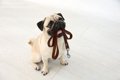 犬を散歩に連れて行…の画像