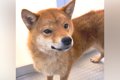 繁殖場から保護され…の画像