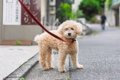 犬が『散歩中に立ち…の画像