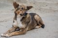 犬が『迷子』になる4…の画像