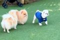 ドッグランに来た犬→…の画像