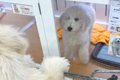 兄妹犬の1匹をお迎え…の画像