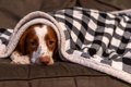 『睡眠不足』の犬が…の画像
