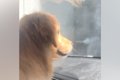 大型犬を助手席に乗…の画像