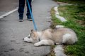 あなたの愛犬はどう…の画像