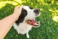 犬から『愛情』を感…の画像