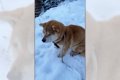 雪で喜ばない犬もい…の画像