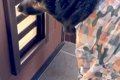 在宅勤務期間中『犬…の画像