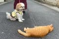 シーズーさんは猫さ…の画像