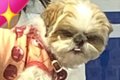 爪切りに連れて行っ…の画像