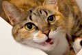 猫のことが大好きす…の画像