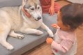 『犬は家族に順位を…の画像
