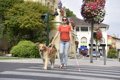 街で盲導犬を見かけ…の画像