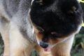 丸太に乗る小型犬を…の画像