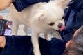 『犬ハラスメント』…の画像