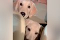 ２匹の大型犬を保護→…の画像