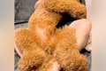 お父さんに甘える大…の画像
