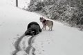 犬と飼い主が『初雪…の画像