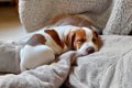 犬が『いびき』をか…の画像