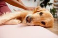 犬の『ボディーコン…の画像