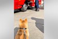 『消防署』が大好き…の画像