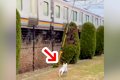 電車をみると走り出…の画像