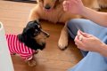 小型犬に『お手』を…の画像