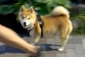 夫と散歩中の犬を『…の画像