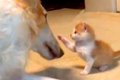 赤ちゃん子猫と大型…の画像