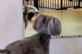 犬をトリミングに連…の画像