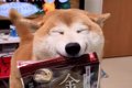 犬が『おやつ食べた…の画像