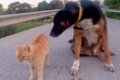 『野良犬のことが大…の画像