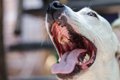 犬から飼い主にうつ…の画像
