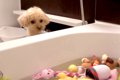 犬が大切にしている…の画像