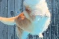 『何の生き物か分か…の画像