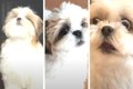 愛犬の鳴き声は『0歳…の画像