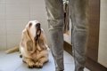 犬を幻滅させる『飼…の画像