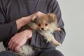『傷つきやすい犬』…の画像