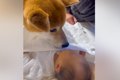 孫が生まれたので『…の画像