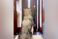 『おとーさん帰って…の画像
