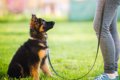 『賢い犬種』3選　頭…の画像
