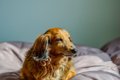 犬が『認知症』にな…の画像