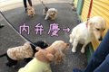 内弁慶すぎる犬が「…の画像