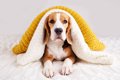 『服を嫌がる犬』が…の画像