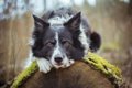 大型犬を飼う前に、…の画像