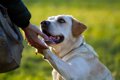 犬のプライドが傷つ…の画像