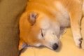 お姉ちゃんの帰省で…の画像
