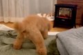 犬に『もうダメだよ…の画像