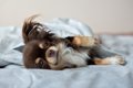 犬が『一緒に寝たい…の画像