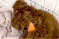 子犬に『ニンジンの…の画像